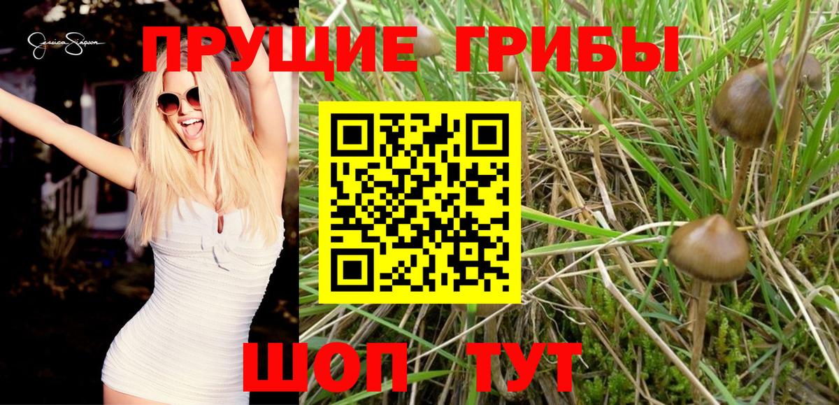 Псилоцибиновые грибы Cubensis Белорецк